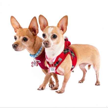 Ginger Rogers & Frederick Jr.