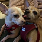 Ginger Rogers & Frederick Jr.