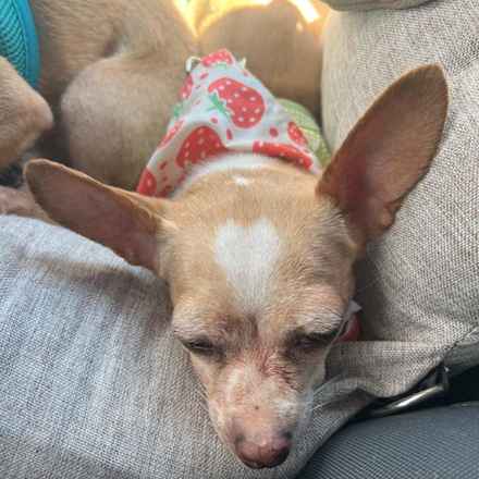 Ginger Rogers & Frederick Jr.