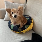 Popsicle (Poppy)