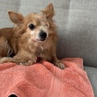 Popsicle (Poppy)