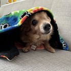 Popsicle (Poppy)