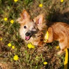 Popsicle (Poppy)