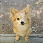 Popsicle (Poppy)