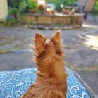 Popsicle (Poppy)