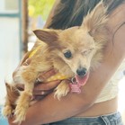 Popsicle (Poppy)