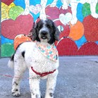 Kelso (Henry)