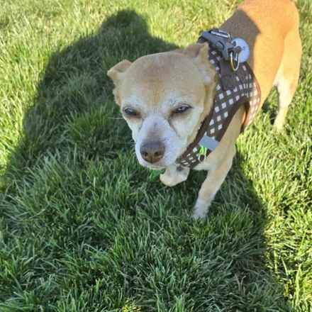 Tugboat Annie (Annie)