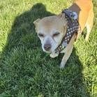 Tugboat Annie (Annie)