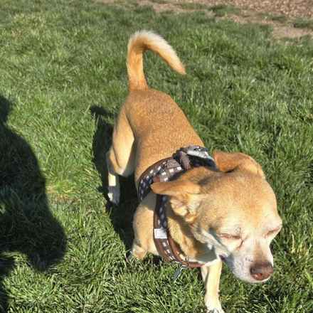 Tugboat Annie (Annie)