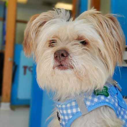 Damian Trujillo (Joseph)