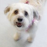 Vanilla (Gracie)