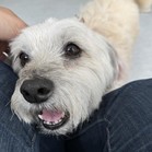 Vanilla (Gracie)