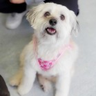 Vanilla (Gracie)