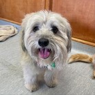 Vanilla (Gracie)