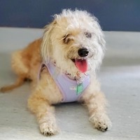 Horchata (Penny)