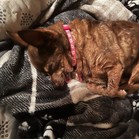 Shirley (Rosie)