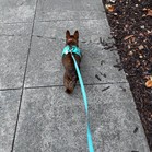 Shirley (Rosie)