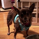 Shirley (Rosie)