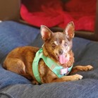 Shirley (Rosie)