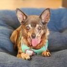 Shirley (Rosie)