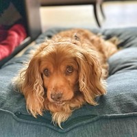 Gio (Georgie)