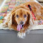 Gio (Georgie)