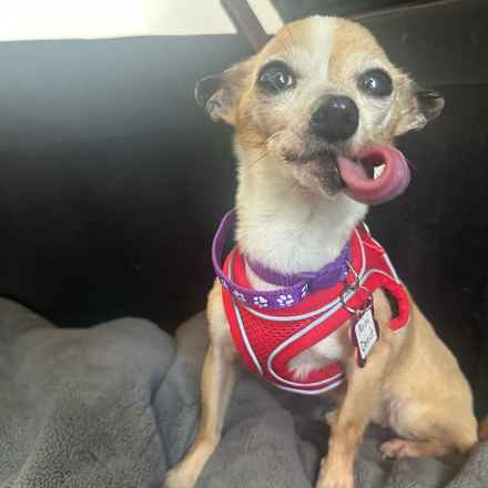 Mini Donut (Mini Pearl)