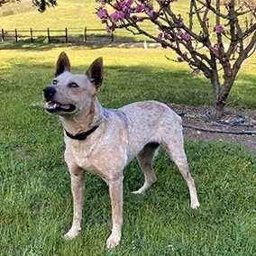 Courtesy listings | Muttville