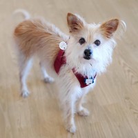 Jerry (Rocko)