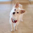 Jerry (Rocko)