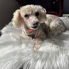 Laurel (Rosie)