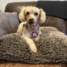 Laurel (Rosie)