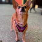 Buffy