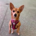 Buffy