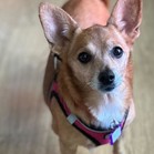 Buffy