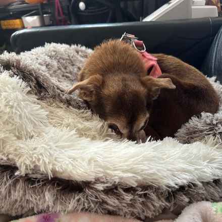 Taylor Frankie Paul (Lola)