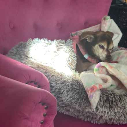 Taylor Frankie Paul (Lola)