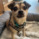 Elvis