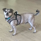 Elvis
