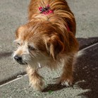 Dixie Lee