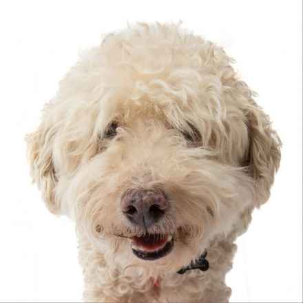 Ker-Plunk (renamed Echo)