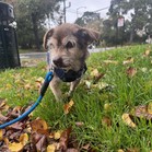 Stewie