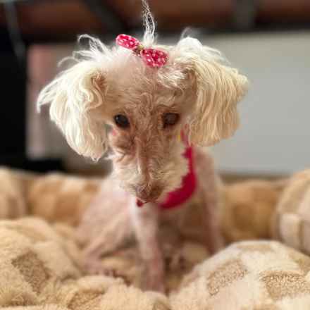 Sweetie Sweetie Honey Pie