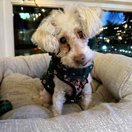 Sweetie Sweetie Honey Pie