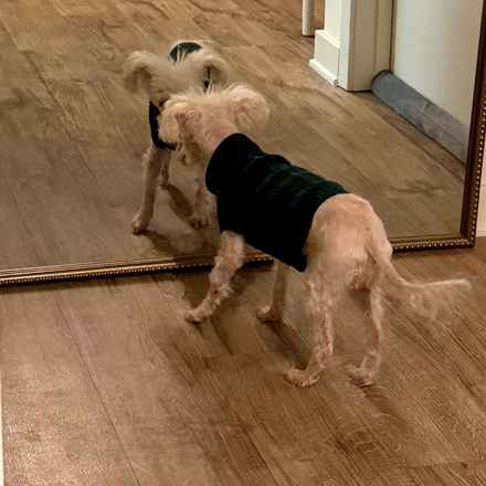 Sweetie Sweetie Honey Pie