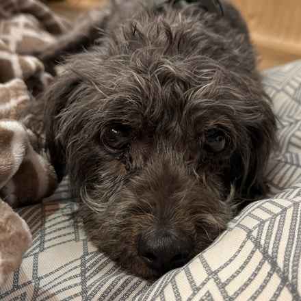 Struffoli (Gila Monster)