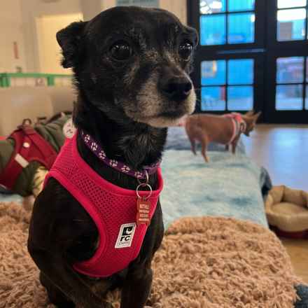 Wintermelon (Sophie)