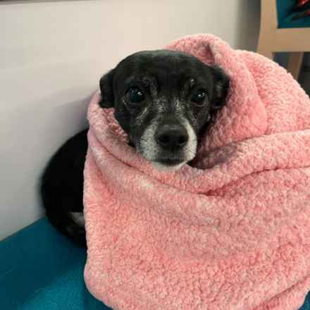 Wintermelon (Sophie)