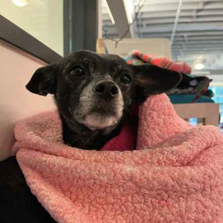 Wintermelon (Sophie)